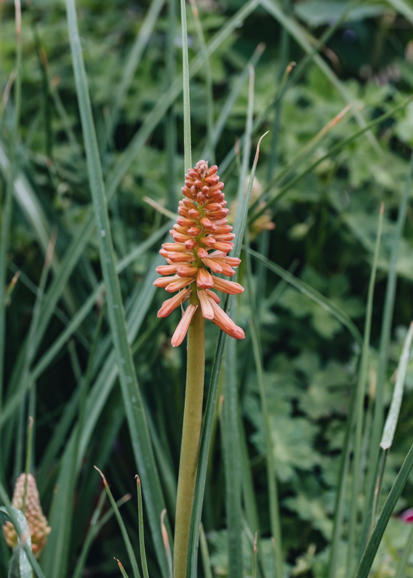 Kniphofia Red Hot Popsicle