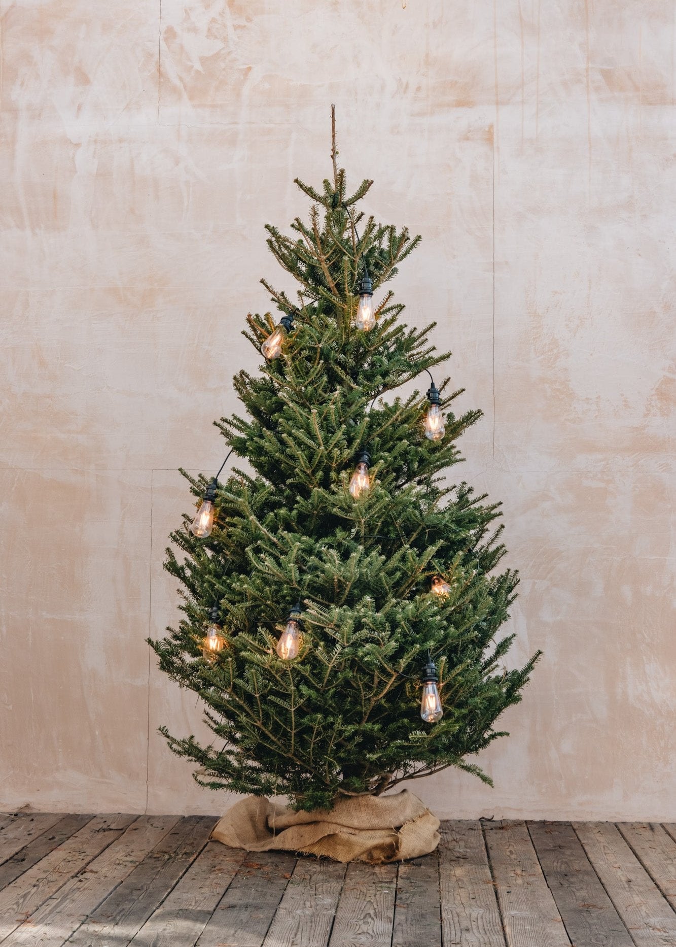 Koreana Fir Premium Cut Christmas Tree - 5ft to 8ft