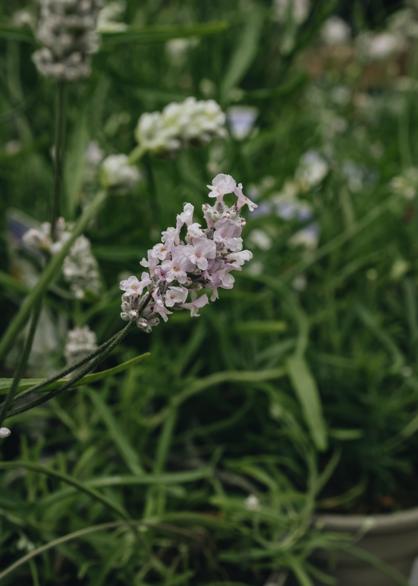 Lavandula Vienco Early White 2L