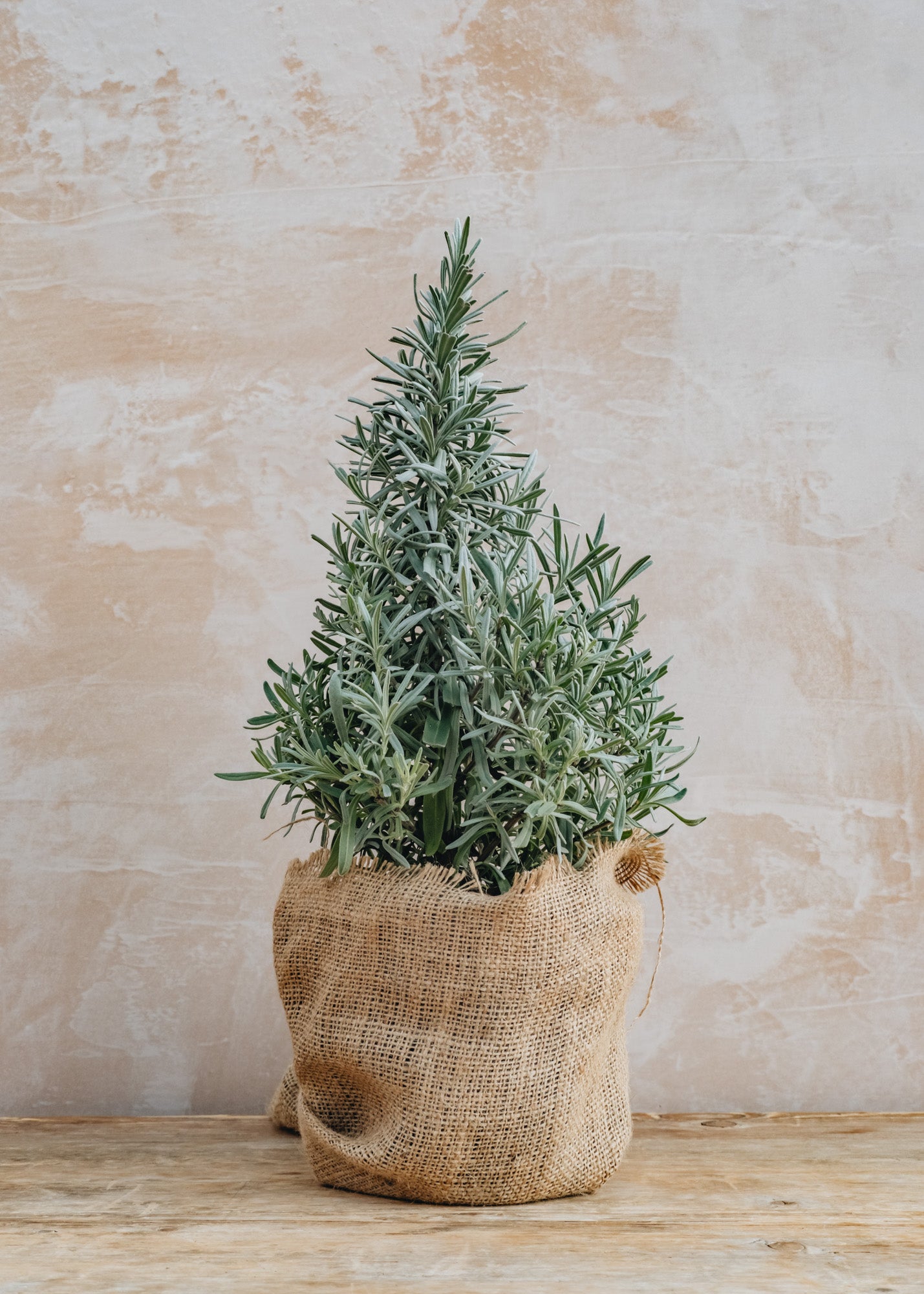 Lavender Angustifolia Christmas Tree