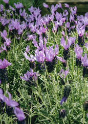 Lavandula stoechas Fairy Wings Purple