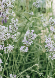 Lavandula angustifolia Loddon Pink