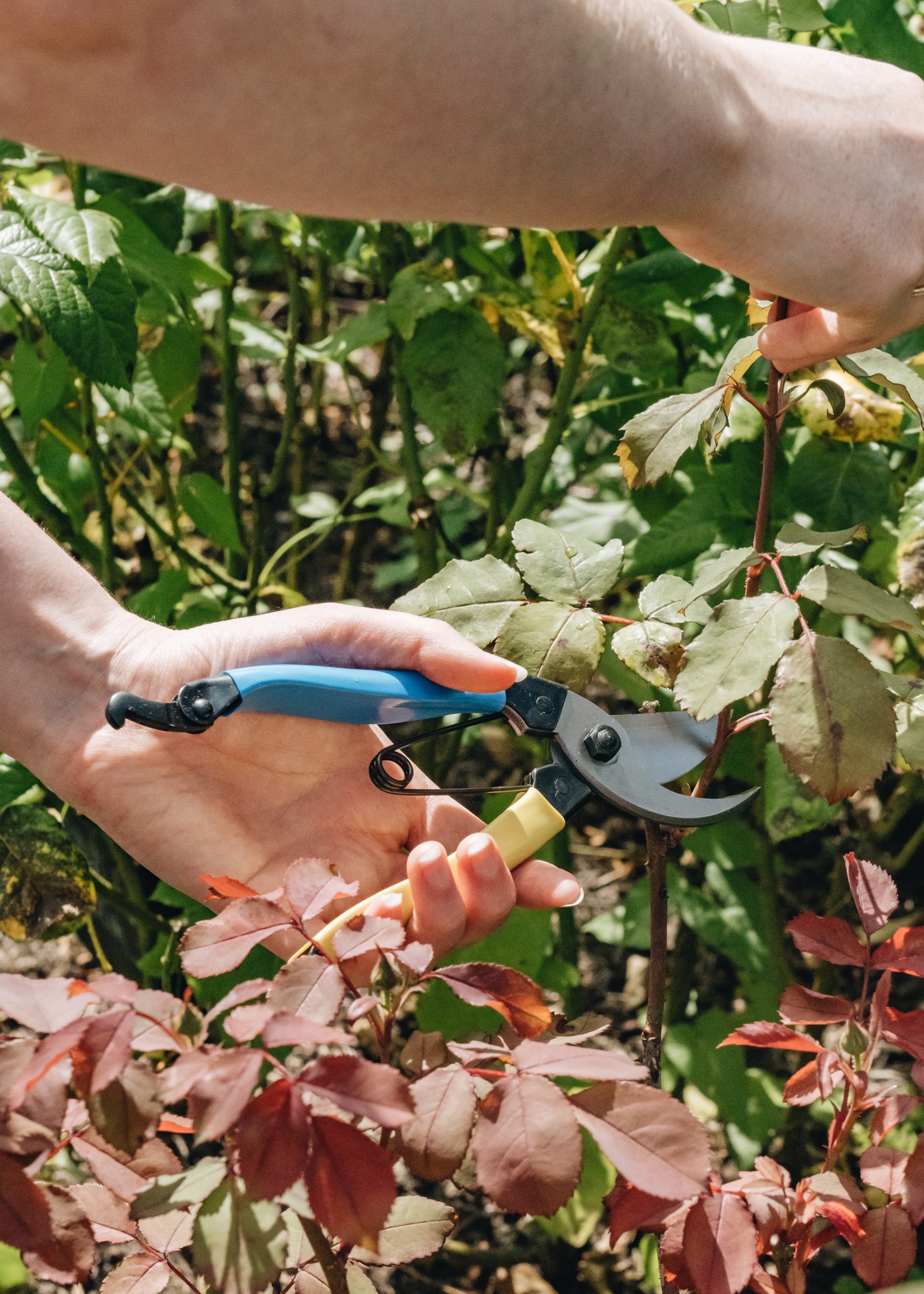 Left Handed Mainichi Secateurs