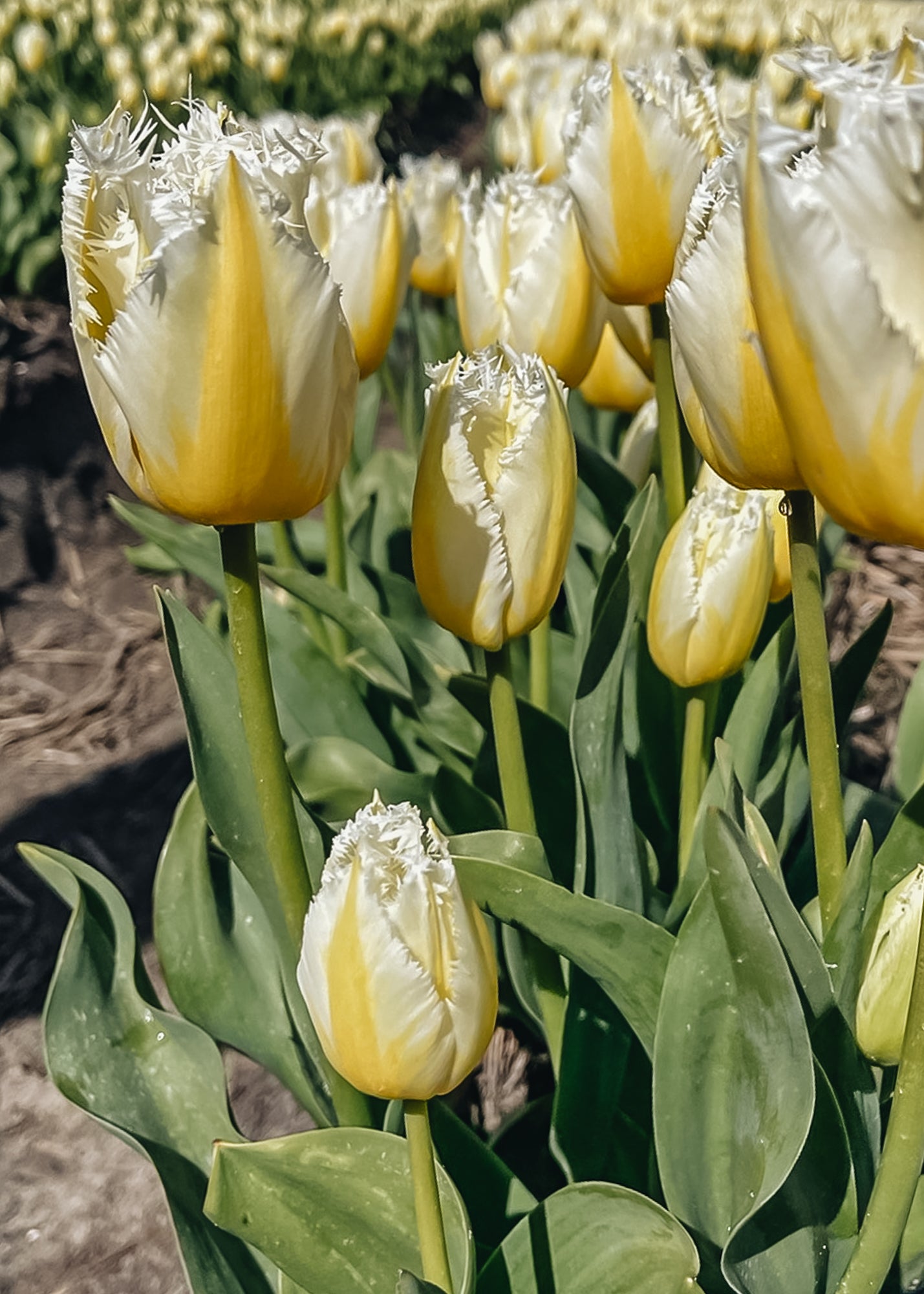 Tulipa Lemon Beauty Bulbs