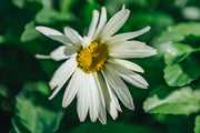 Leucanthemum Broadway Lights