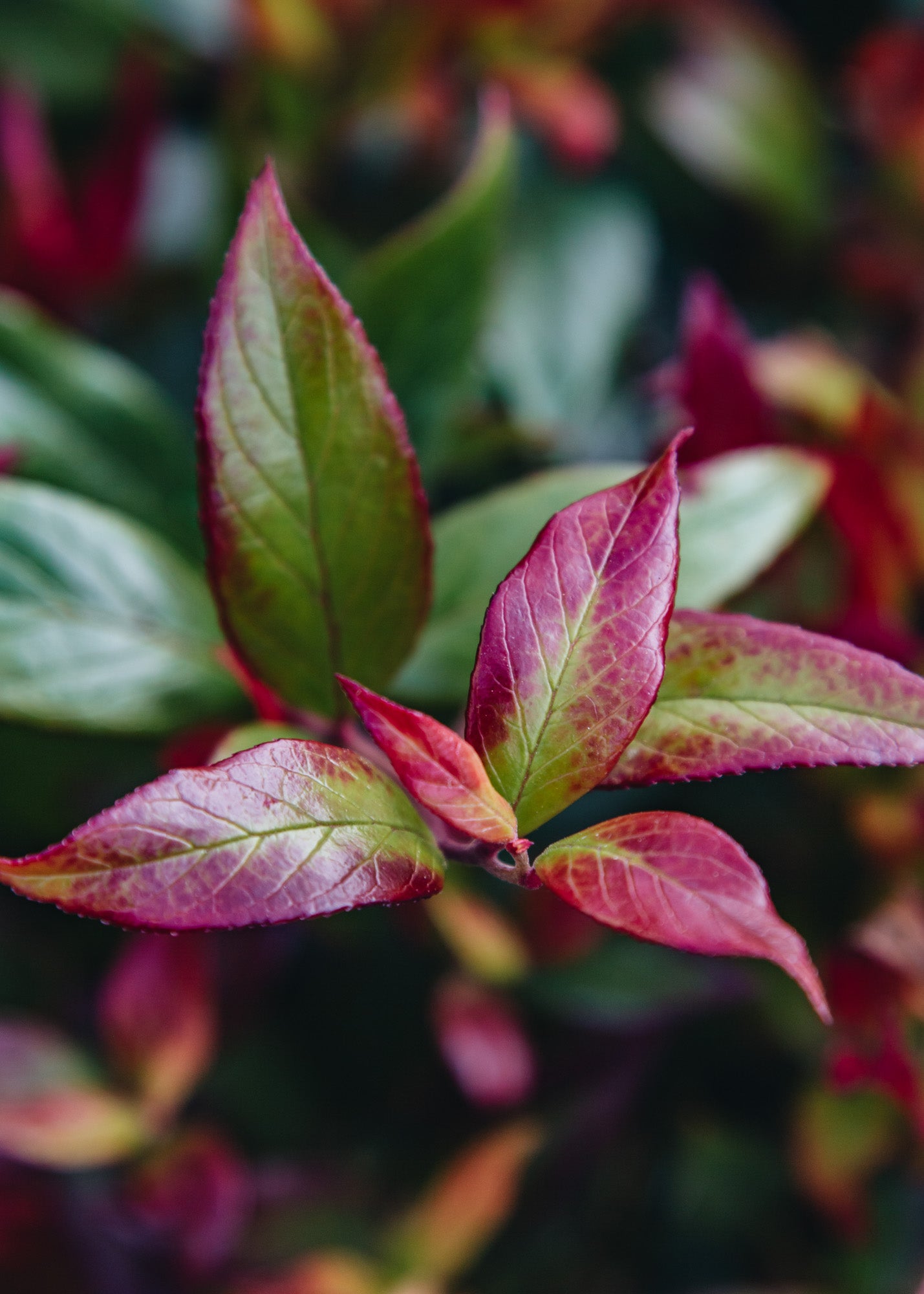 Leucothoe Leucothoe Little Flames, 3L