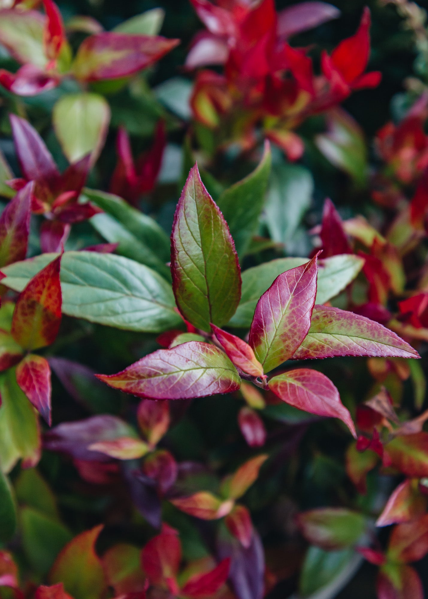 Camellia Leucothoe Little Flames, 3L