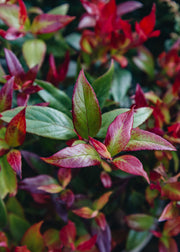 Euonymus Leucothoe Little Flames, 3L