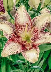 David Austin Roses Lilium 'Easy Spot', pack of three bulbs