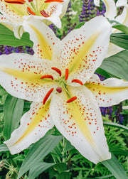 Lily 'Tigermoon', pack of three bulbs