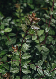 Lonicera Garden Clouds Purple Storm