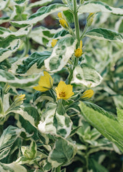 Lysimachia punctata Alexander