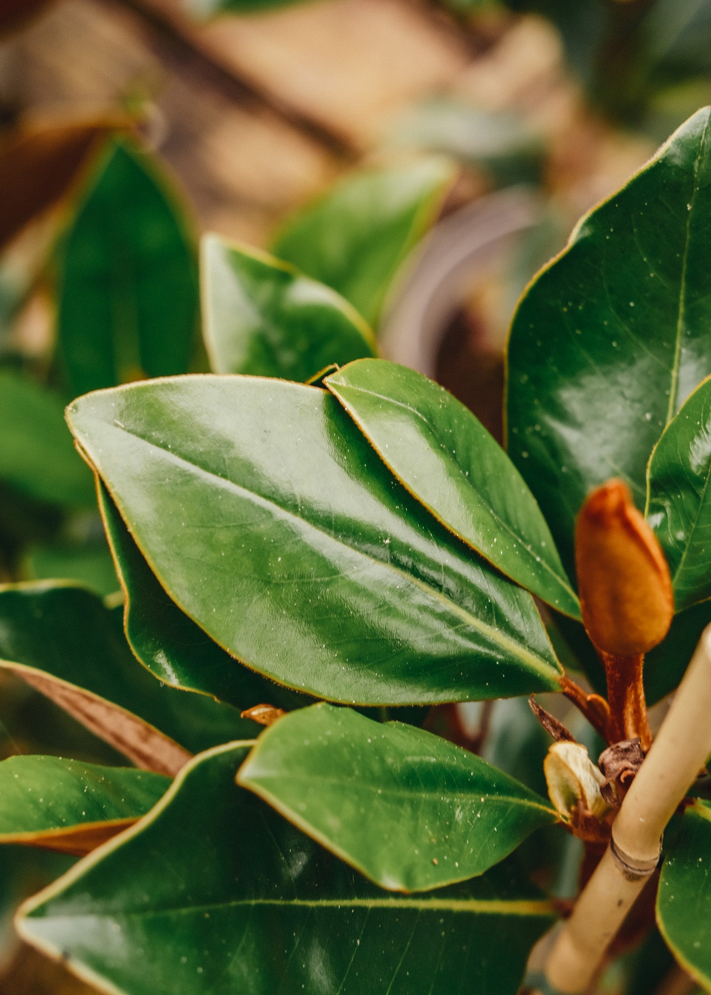 Magnolia grandiflora Little Gem