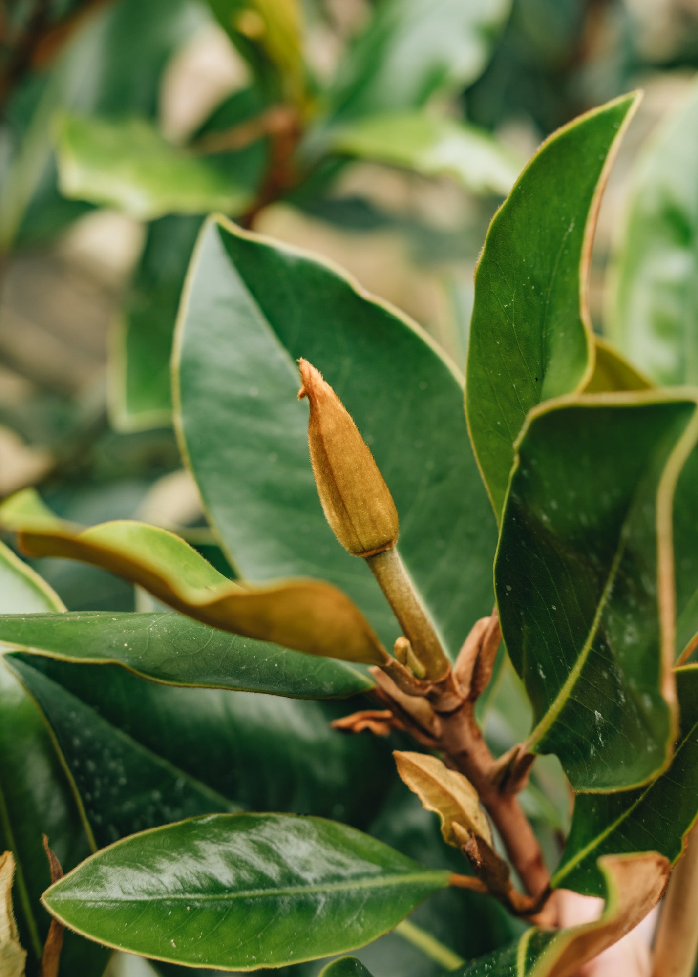 Phillyrea Magnolia grandiflora Little Gem, 7.5L