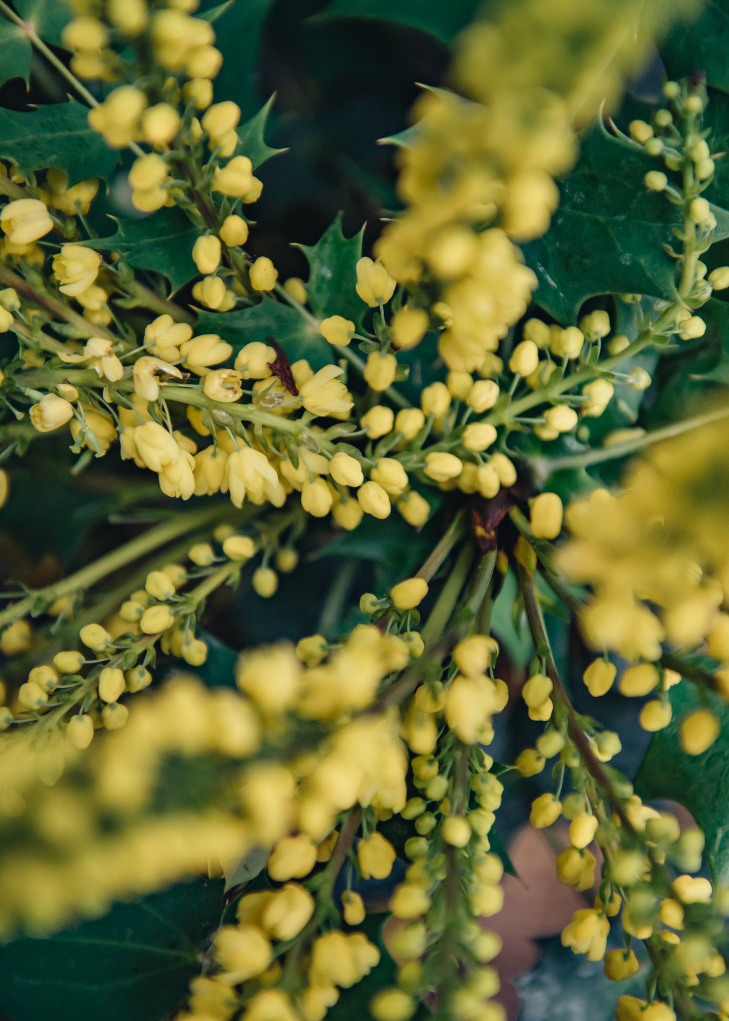 Camellia Mahonia x media Winter Sun AGM