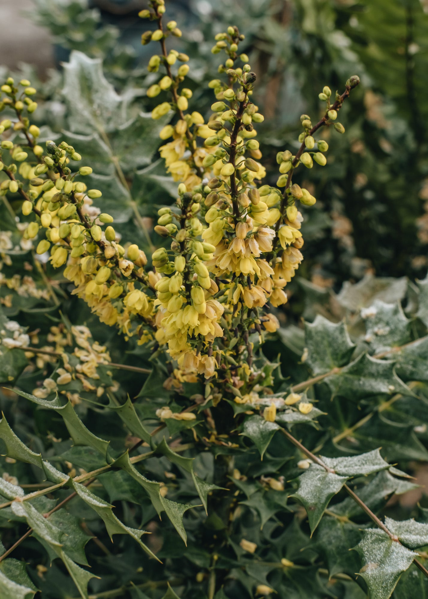 Mahonia x media Winter Sun AGM