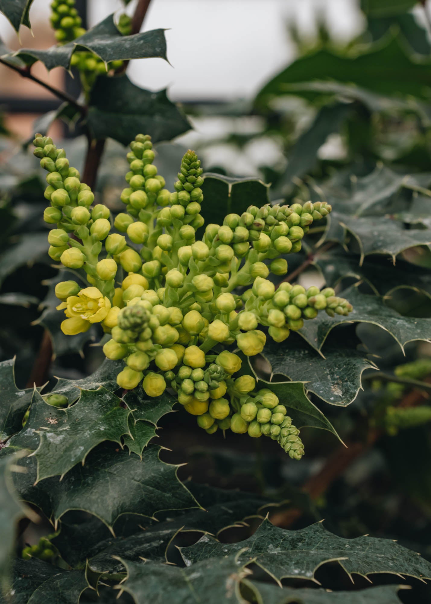 Photinia Mahonia Wagneri Pinnacle