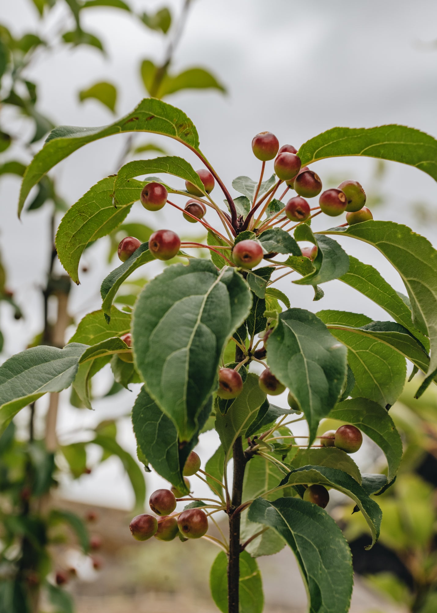 Malus brevipes Wedding Bouquet