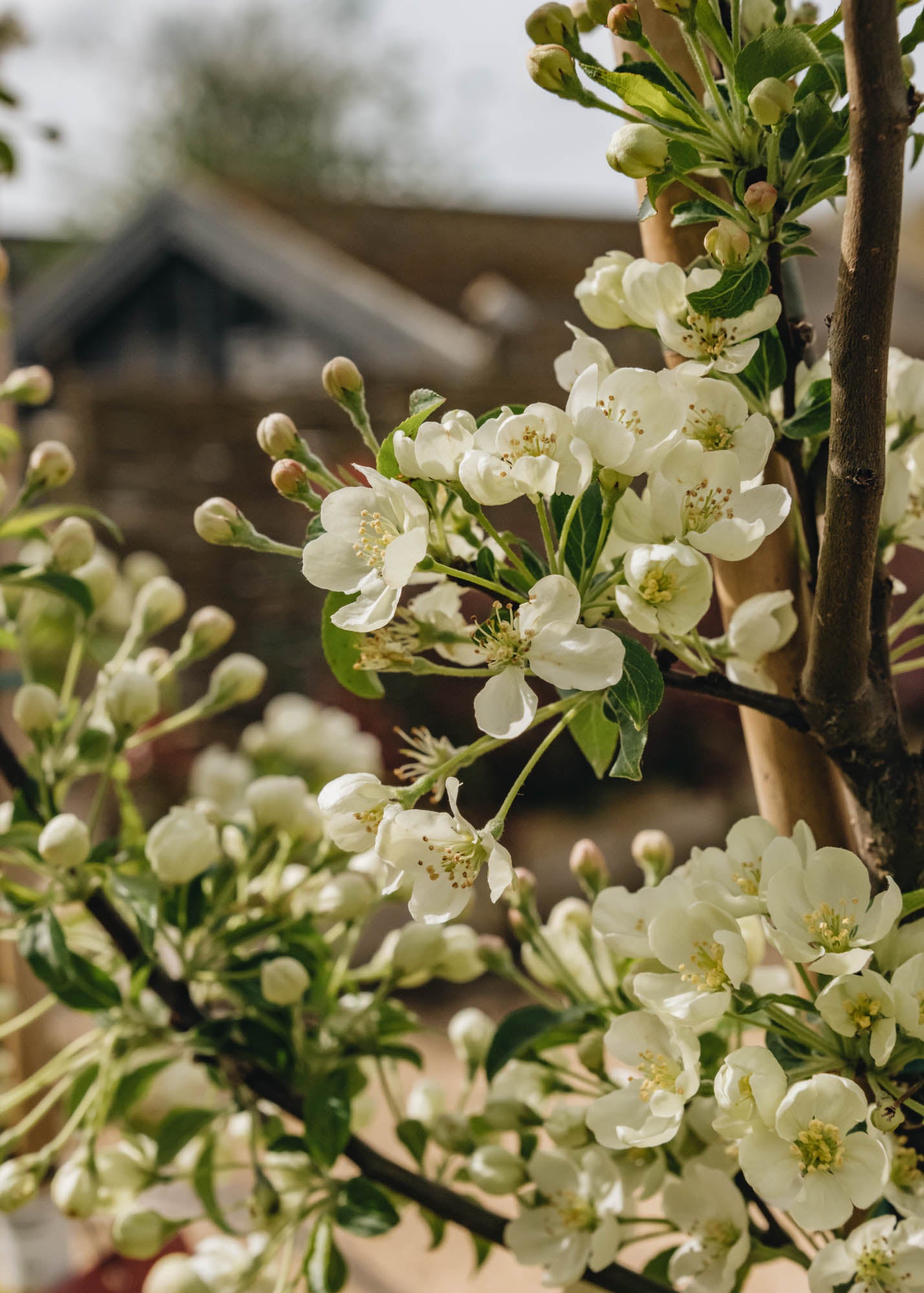 Burford Garden Co.