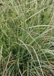 Miscanthus Adagio