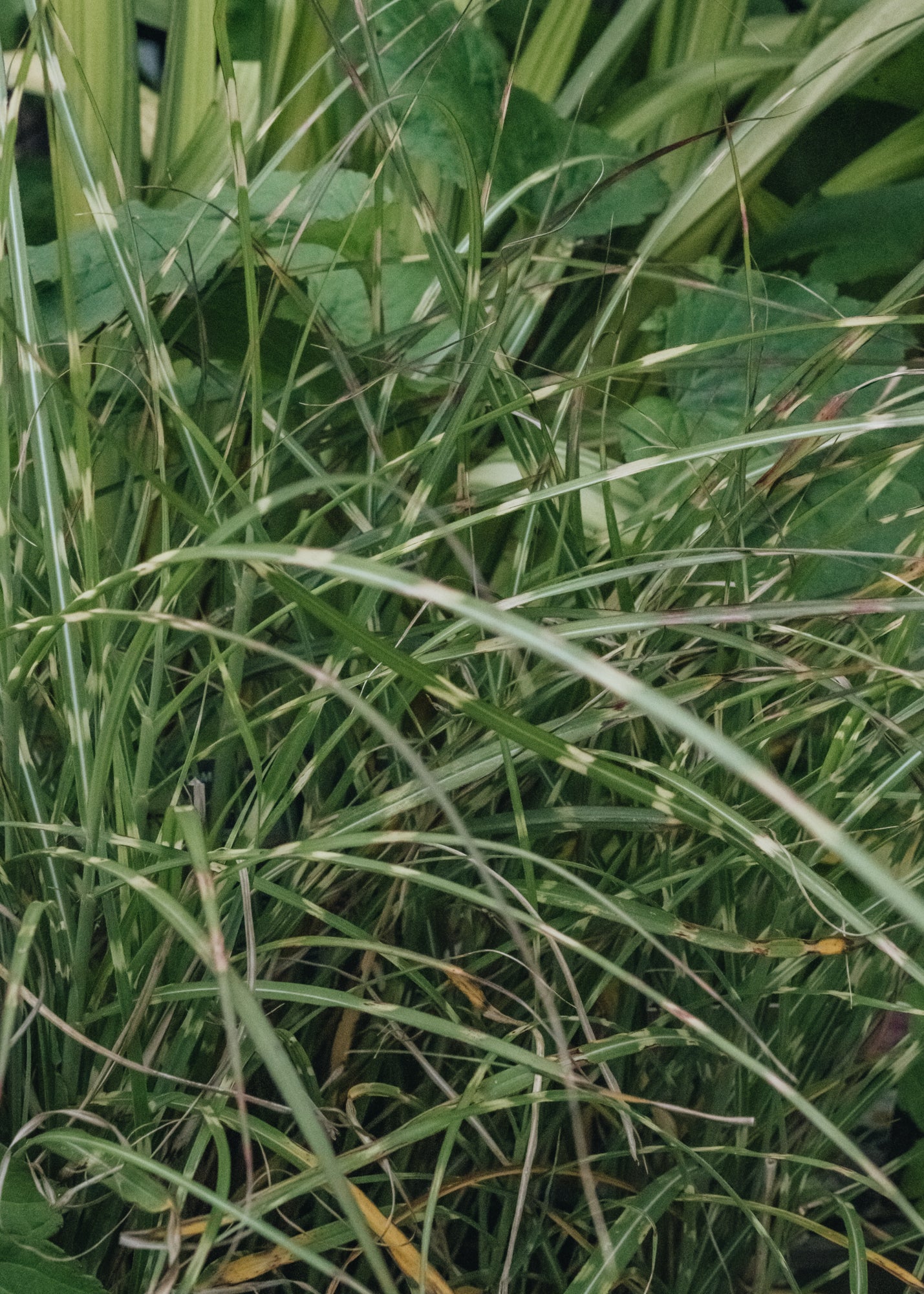 Miscanthus Little Zebra