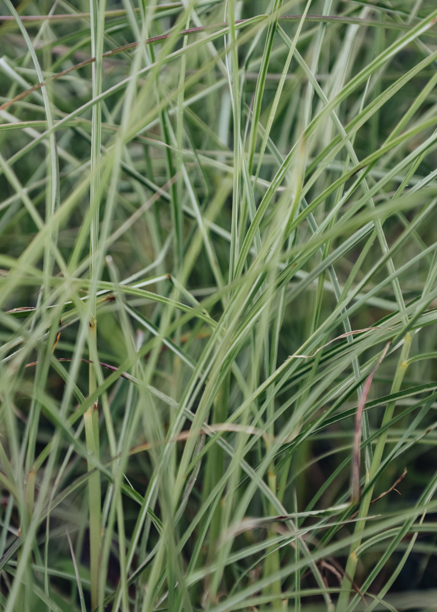 Miscanthus sinensis Silver Cloud