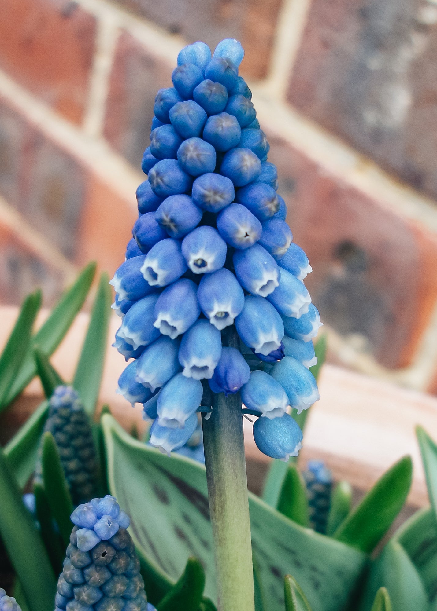 Muscari Big Smile, pack of 50 bulbs