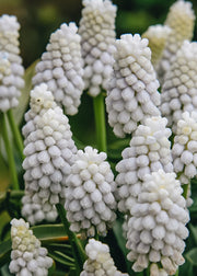 Muscari Siberian Tiger Bulbs, pack of 50 bulbs