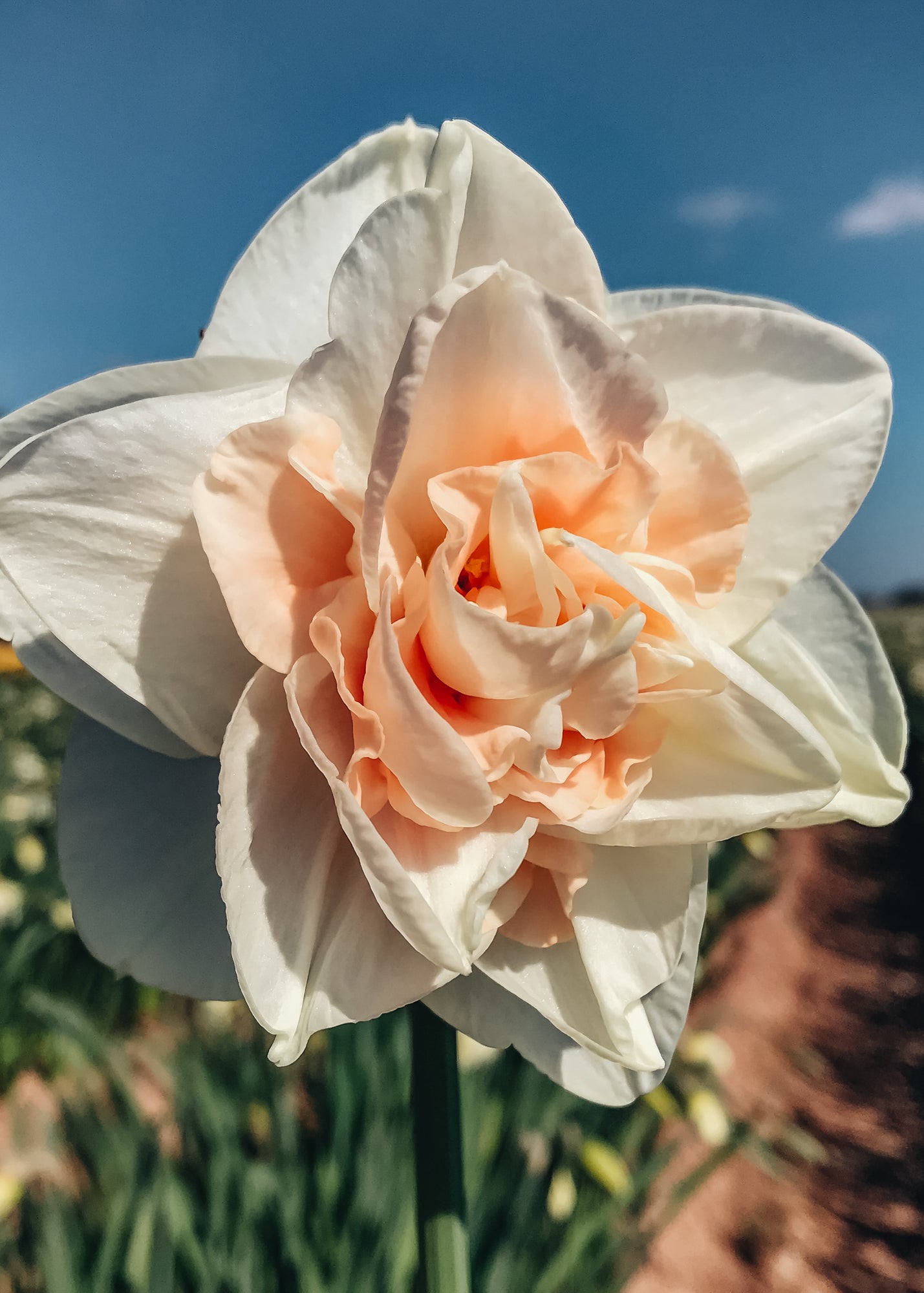 Narcissus Delnashaugh Bulbs