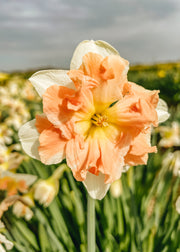 Narcissus Edinburgh Bulbs