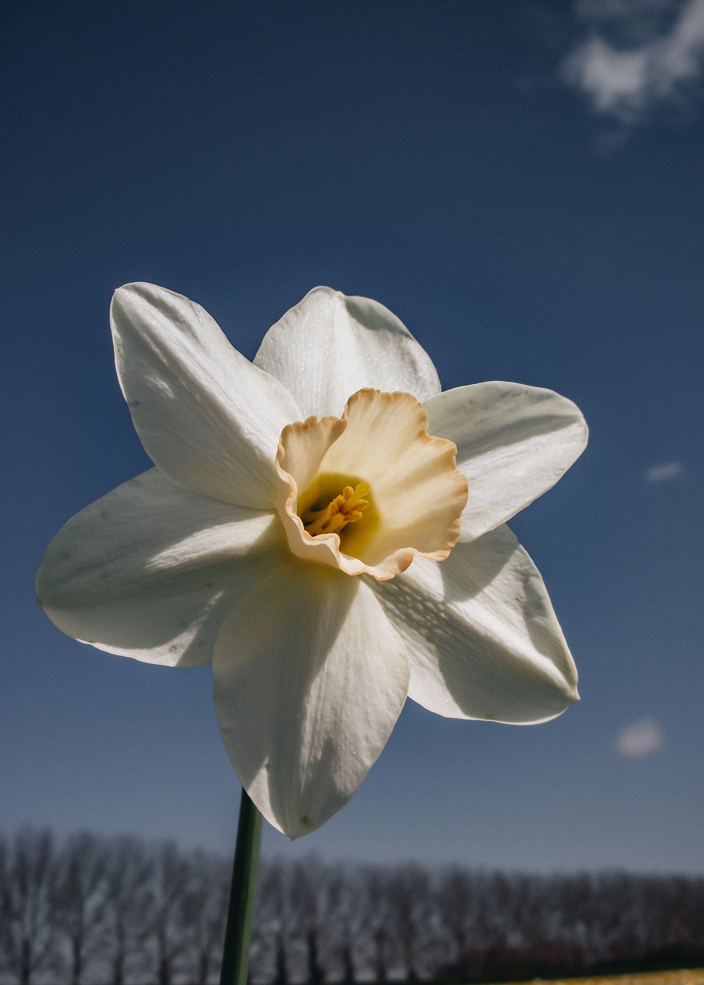 Narcissus Filly Bulbs