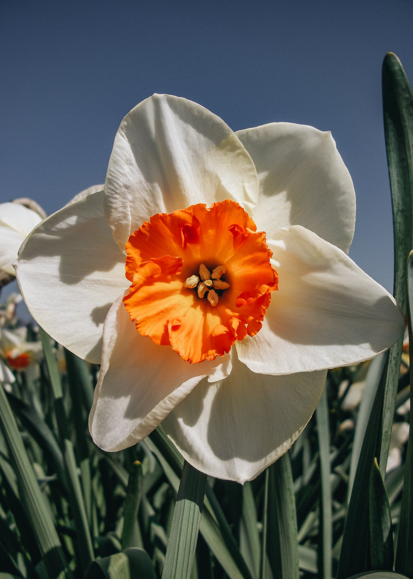 Narcissus June Allyson Bulbs