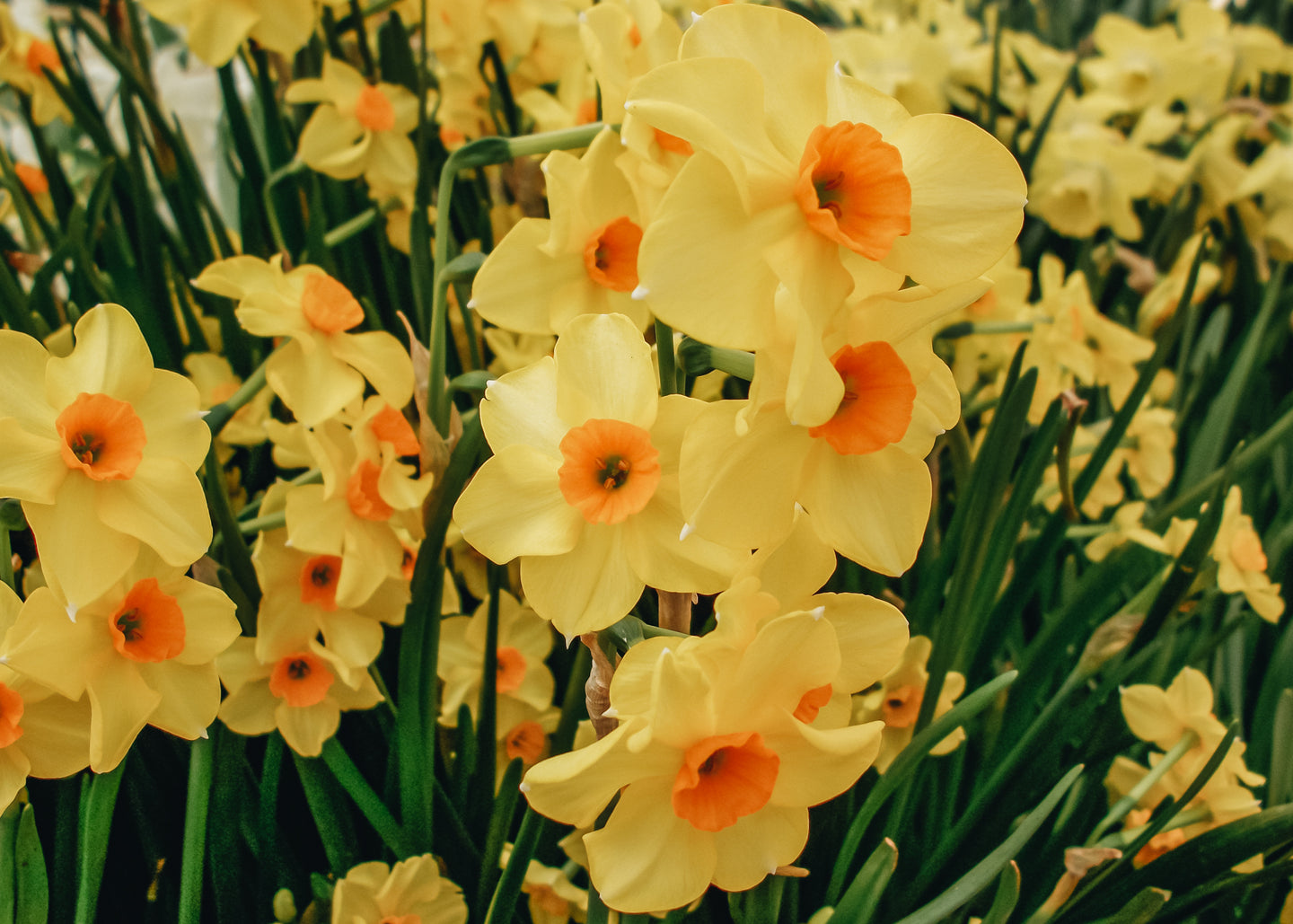 Narcissus Martinette Bulbs