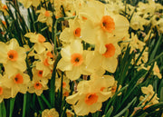 Narcissus Martinette Bulbs