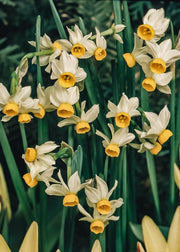 Narcissus Canaliculatus Bulbs