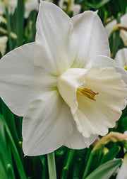 Narcissus Desdemona Bulbs