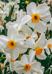 Narcissus Geranium Bulbs