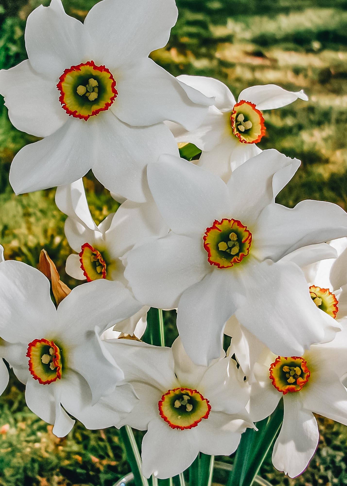 Narcissus Pheasant's Eye Bulbs Burford Garden Co.