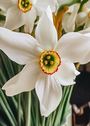 Narcissus Pheasant's Eye Bulbs