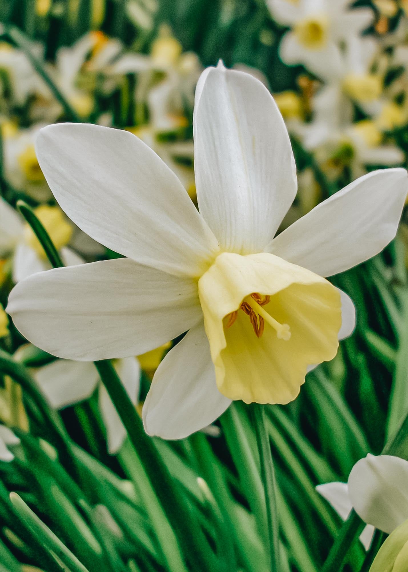 Narcissus Sailboat Bulbs