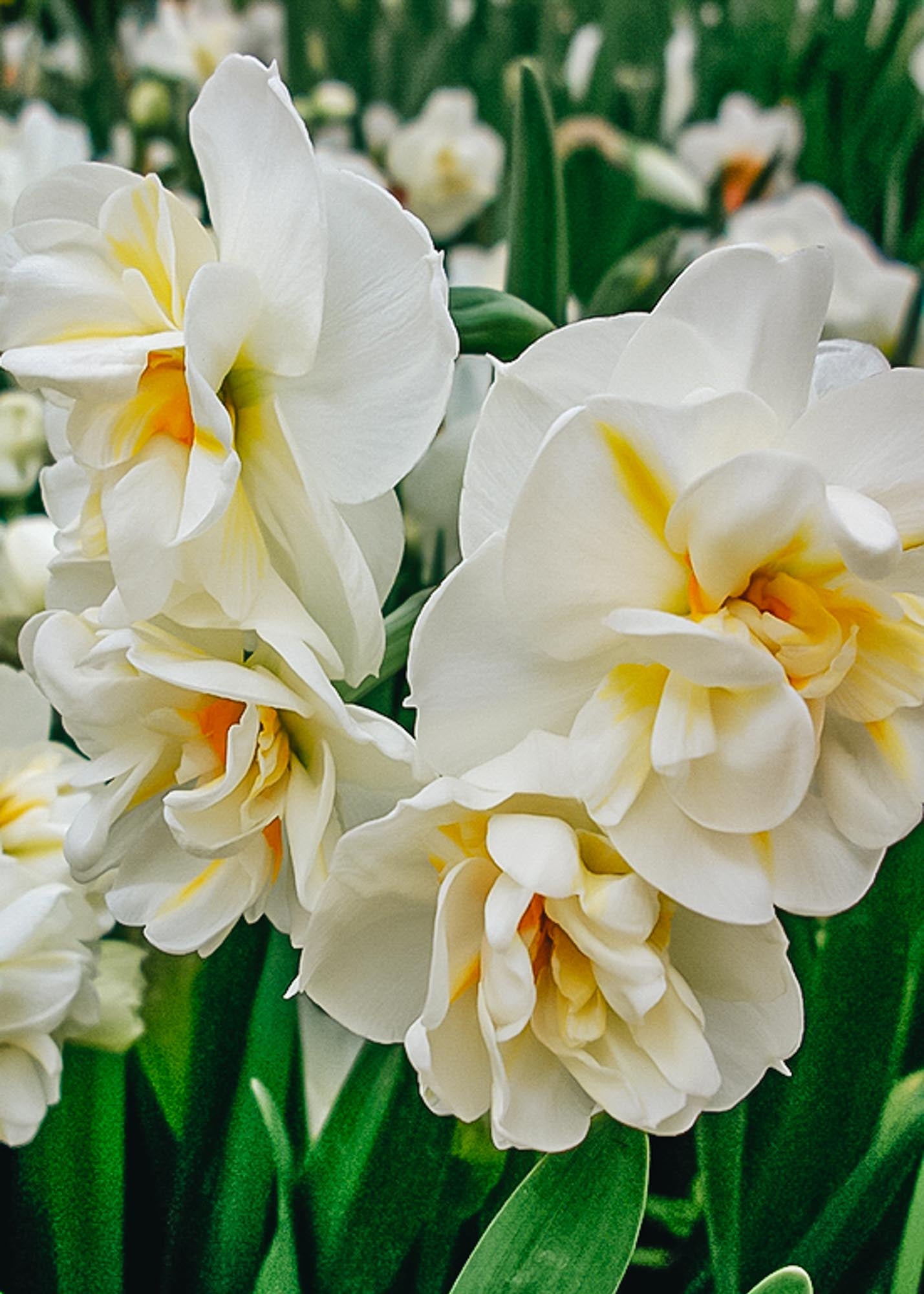 Narcissus Sir Winston Churchill Bulbs