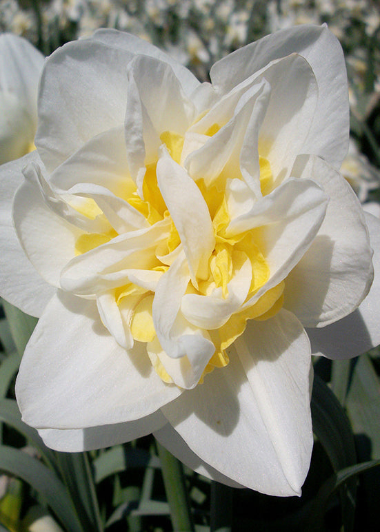 Narcissus White Lion, pack of 10 bulbs