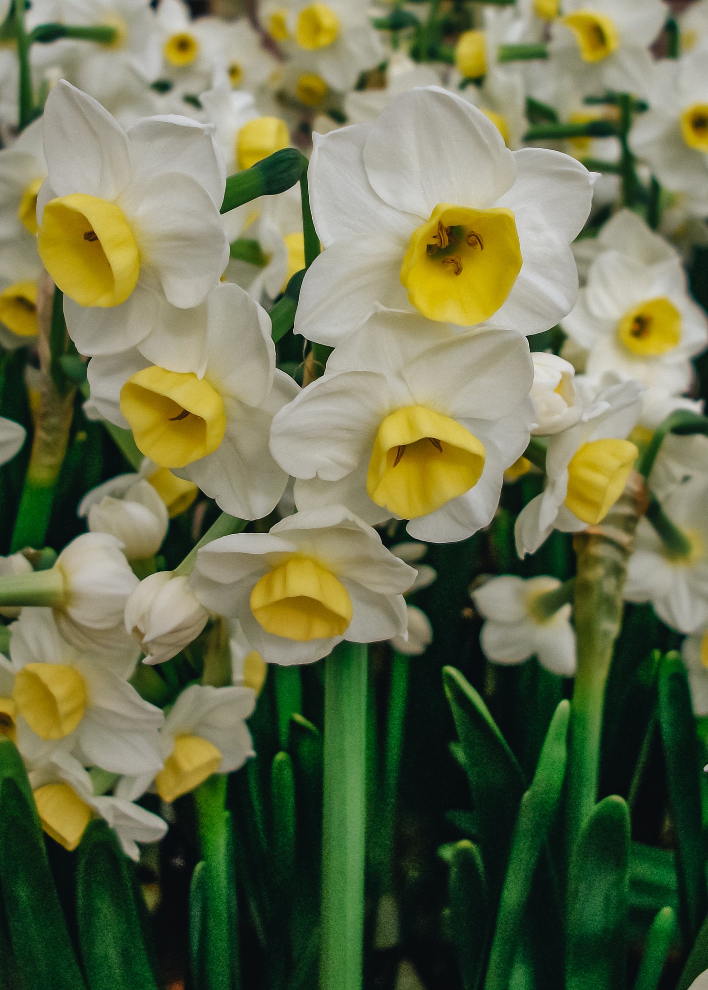 Indoor Narcissus Avalanche Bulbs