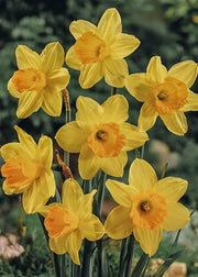 Narcissus Fortune, pack of 15 bulbs