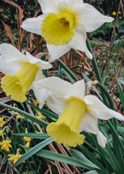 Narcissus Lobularis Bulbs