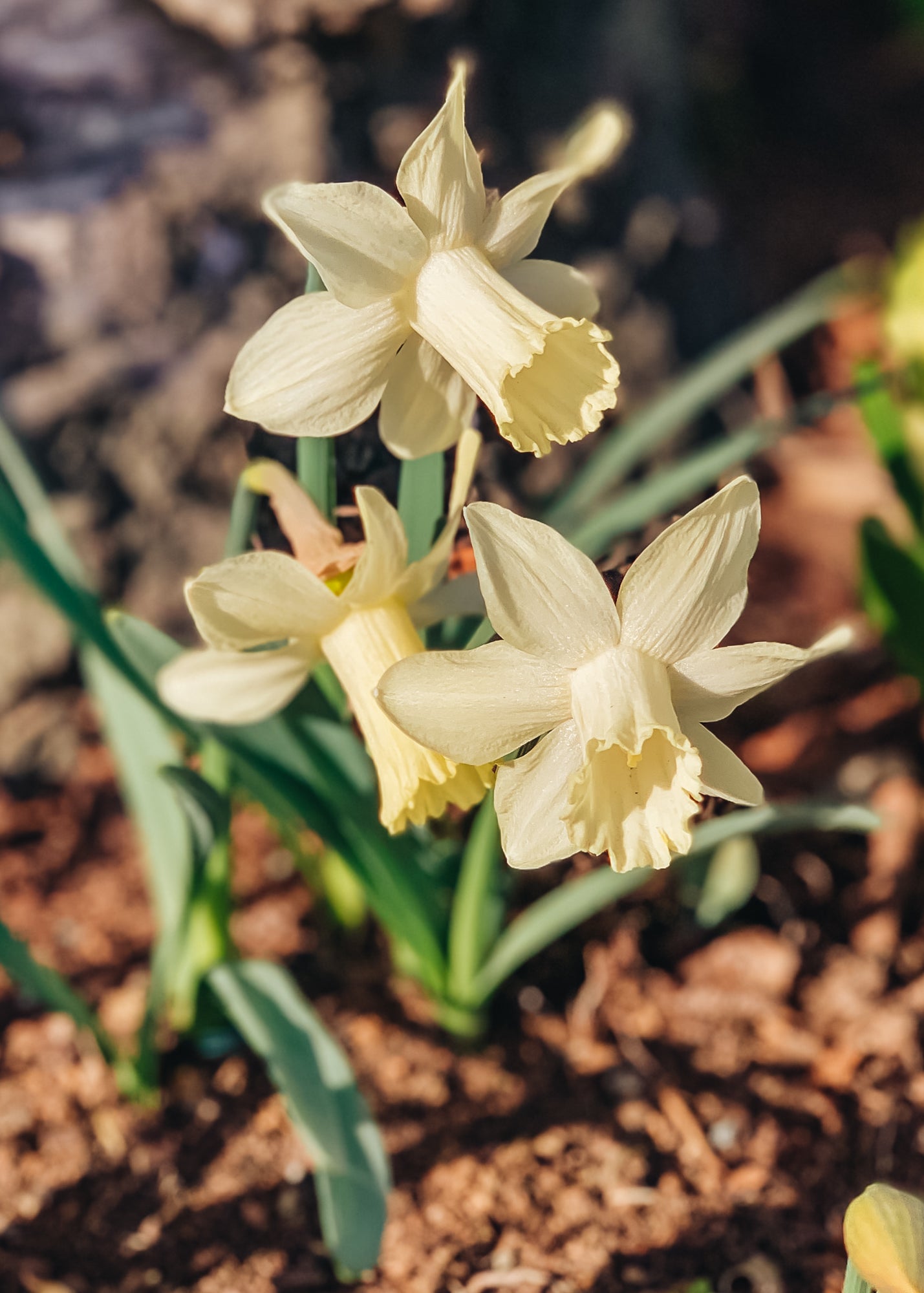 Narcissus Ice Baby Bulbs