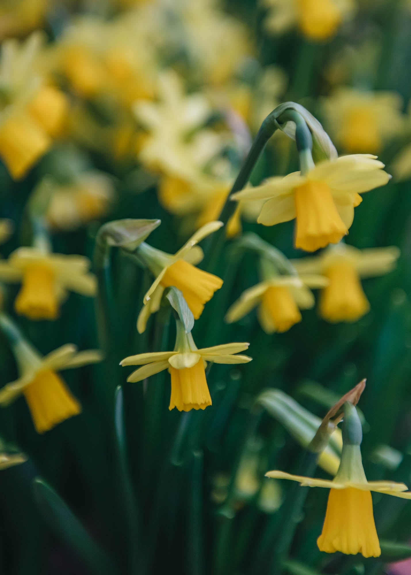 Narcissus Tête-à-Tête Bulbs