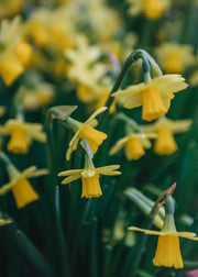 Narcissus Tête-à-Tête Bulbs