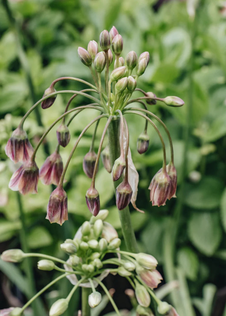 Allium Nectaroscordum siculum Bulbs, pack of 25 bulbs