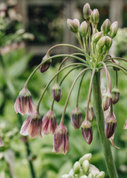 Nectaroscordum siculum